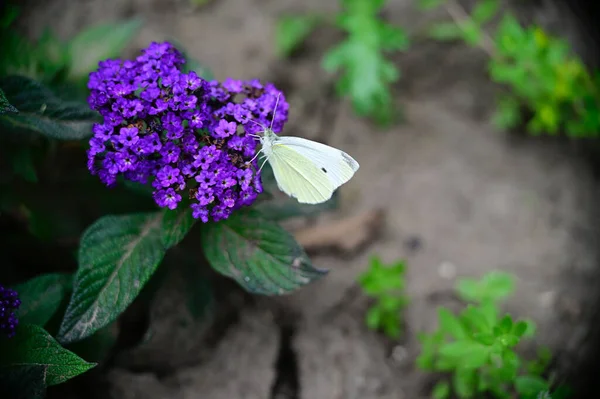 Úžasné Fialové Květy Květ Rozmazaném Pozadí — Stock fotografie