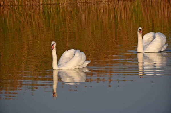 Vackra Vita Svanar Simmar Sjö Vattenytan Sommardagen — Stockfoto