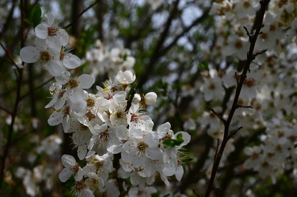 Apfelbaumzweige Mit Schönen Blüten Nahaufnahme Frühlingskonzept — Stockfoto