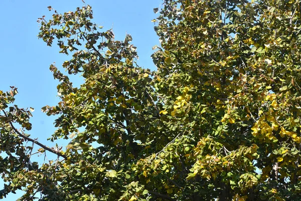 Árbol Con Manzanas Maduras Creciendo Aire Libre Concepto Verano Vista — Foto de Stock