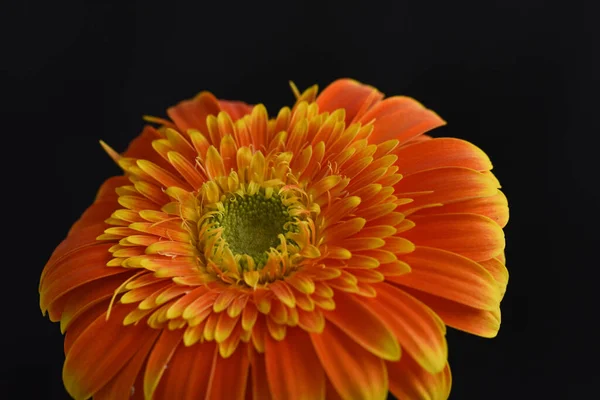 Mooie Gerbera Donkere Achtergrond Zomerconcept Close View — Stockfoto