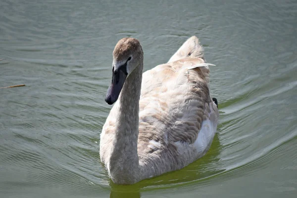 Schöner Weißer Schwan Schwimmt Sommertagen Auf Der Wasseroberfläche Des Sees — Stockfoto