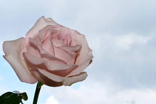 Färgglada Blommor Blomma Blå Himmel Bakgrund — Stockfoto