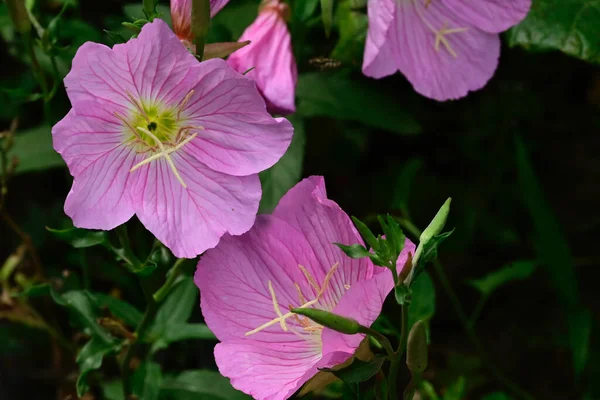 Mooie Bloemen Groeiend Buiten Zomer Concept Dichtbij Uitzicht — Stockfoto