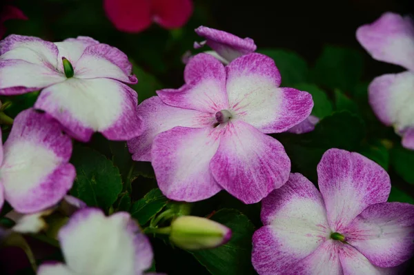 背景のぼやけた紫色の花 — ストック写真