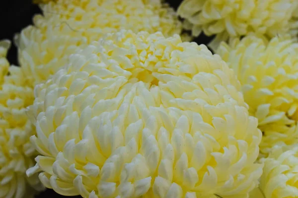 Beaux Chrysanthèmes Sur Fond Sombre Concept Été Vue Rapprochée — Photo