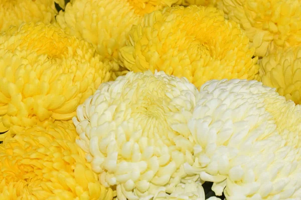 Beaux Chrysanthèmes Sur Fond Sombre Concept Été Vue Rapprochée — Photo