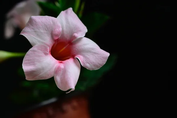 素晴らしい花の終わり — ストック写真