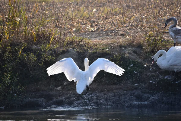 Belos Cisnes Brancos Nadando Superfície Água Lago Dia Verão — Fotografia de Stock