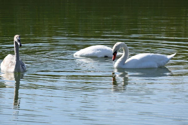 Schöne Weiße Schwäne Die Sommertagen Auf Der Wasseroberfläche Des Sees — Stockfoto