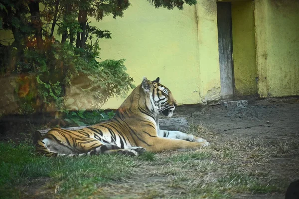 Porträtt Den Unga Vackra Tigern — Stockfoto