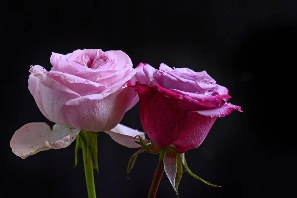 深色背景的美丽花朵 夏日概念 — 图库照片