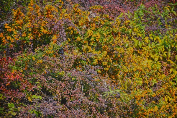 Vue Des Branches Arbres Automne Avec Des Feuilles Jaunes Sur — Photo