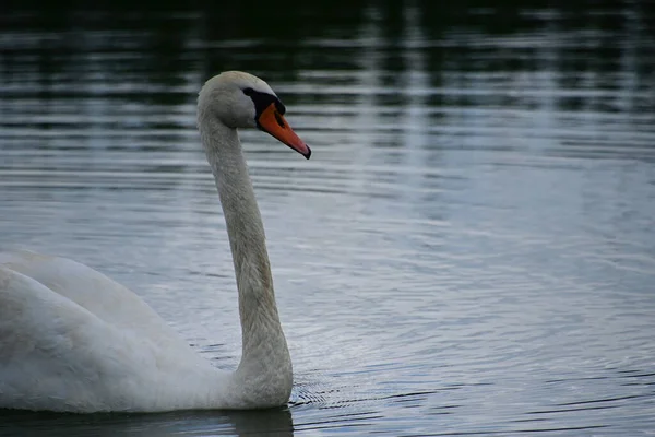 Beautiful White Swan Swimming Lake Water Surface Summer Day — Stock Photo, Image