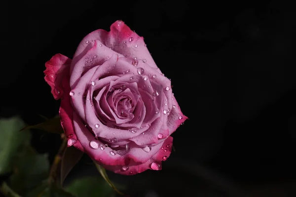 Belle Rose Poussant Dans Jardin Journée Ensoleillée Été — Photo