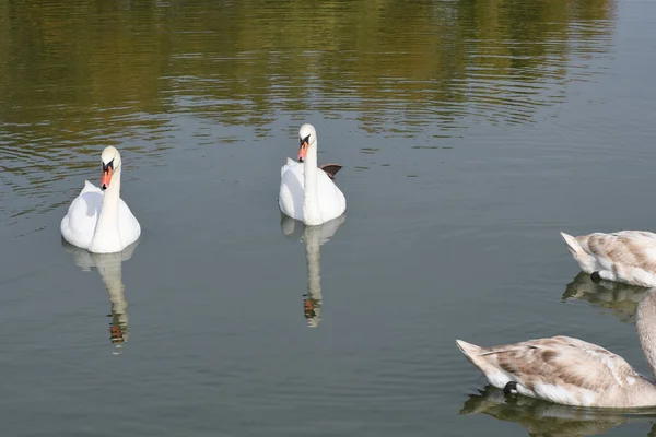 Hermosos Cisnes Blancos Nadando Superficie Del Agua Del Lago Día — Foto de Stock