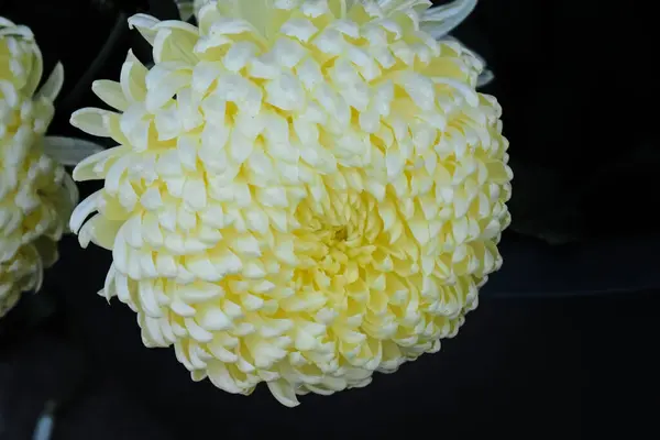 Beautiful Chrysanthemum Dark Background Summer Concept Close View — Stock Photo, Image
