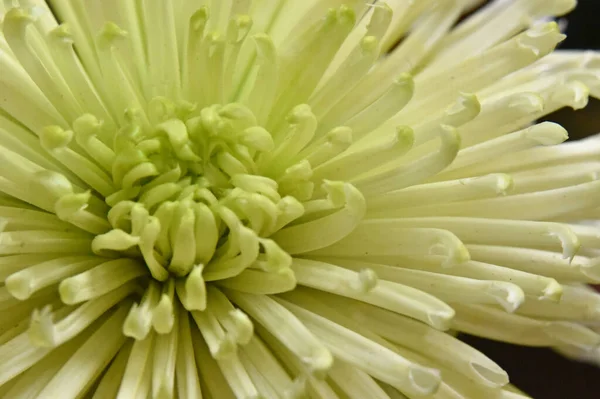 Close Beautiful Pink Chrysanthemum — Stock Photo, Image