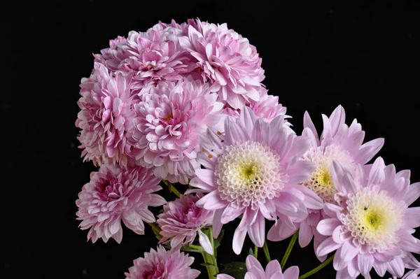 Karanlık arka planda güzel kasımpatılar, yaz konsepti, yakın görüş  