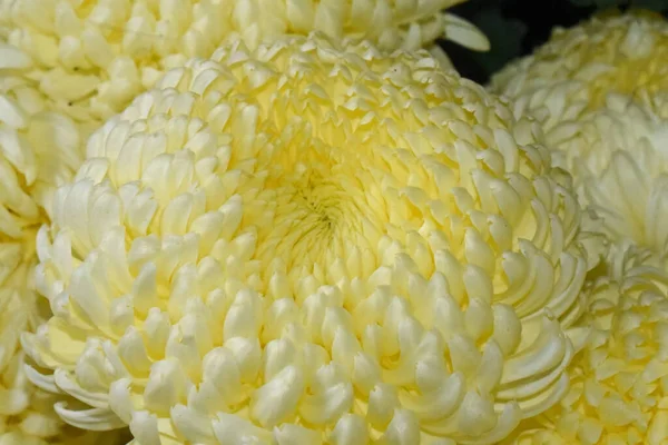 Beaux Chrysanthèmes Sur Fond Sombre Concept Été Vue Rapprochée — Photo