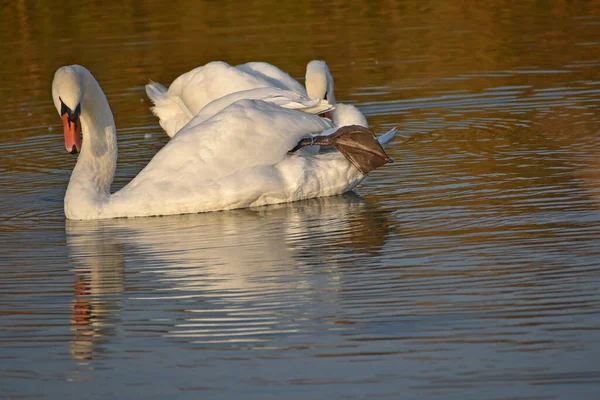 Beautiful White Swans Swimming Lake Water Surface Summer Day — Stock Photo, Image