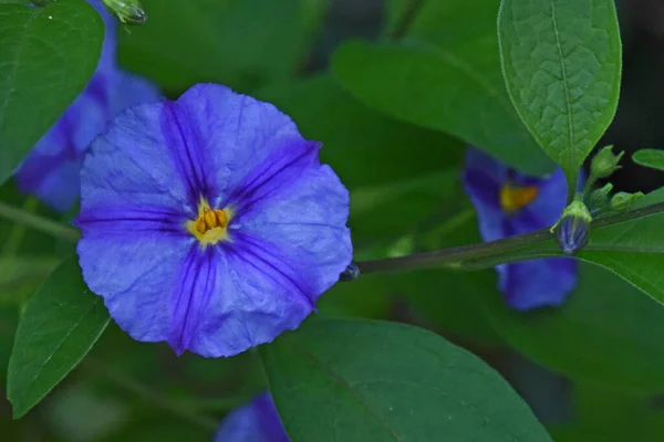 Flores Bonitas Crescendo Livre Conceito Verão Vista Próxima — Fotografia de Stock