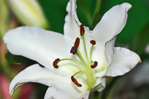 Bela Flor Lírio Crescendo Jardim Verão Dia Ensolarado — Fotografia de Stock