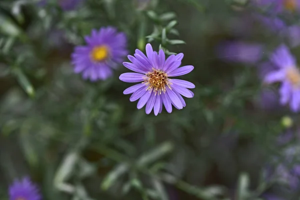 Incredibile Fiori Viola Fioriscono Sfondo Sfocato — Foto Stock