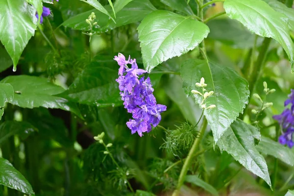 Beautiful Flowers Growing Outdoor Summer Concept Close View — Stock Photo, Image