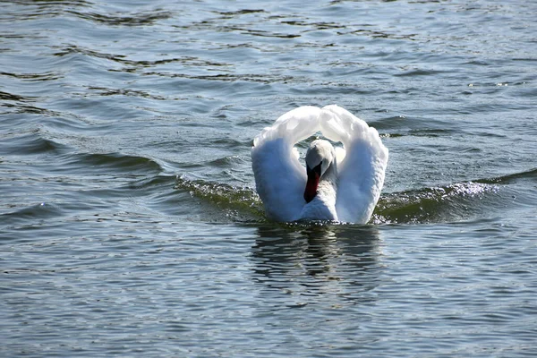 Belo Cisne Branco Nadando Superfície Água Lago Dia Verão — Fotografia de Stock