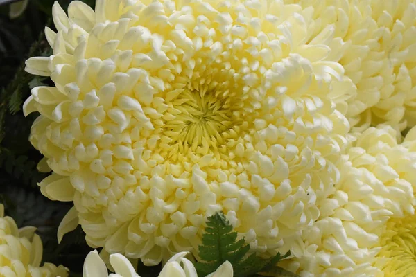 Beautiful Chrysanthemums Dark Background Summer Concept Close View — Stock Photo, Image