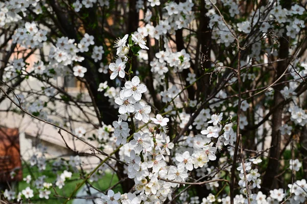 Apple Tree Branches White Beautiful Flowers Close Spring Concept — Stock Photo, Image