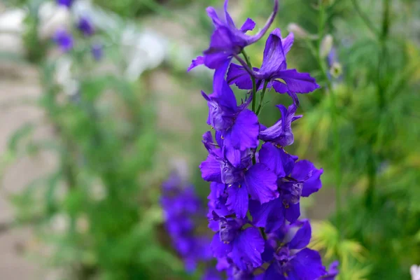 Increíbles Flores Púrpuras Florecen Sobre Fondo Borroso —  Fotos de Stock