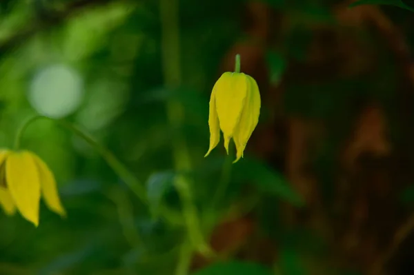 Mooie Bloemen Groeien Tuin Zomer Zonnige Dag — Stockfoto