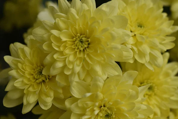 Close Amazing Flowers Blossom — Stock Photo, Image