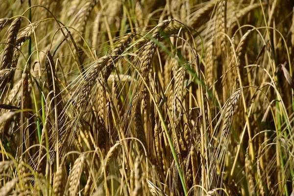 Espigas Trigo Dourado Campo — Fotografia de Stock