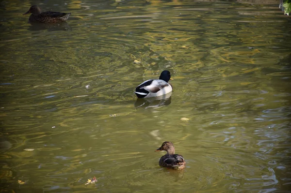Krásné Kachny Plavání Vodní Hladině Jezera Letní Den — Stock fotografie