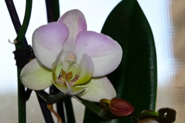Piękna Orchidea Ciemnym Tle Koncepcja Latem Widok Bliska — Zdjęcie stockowe