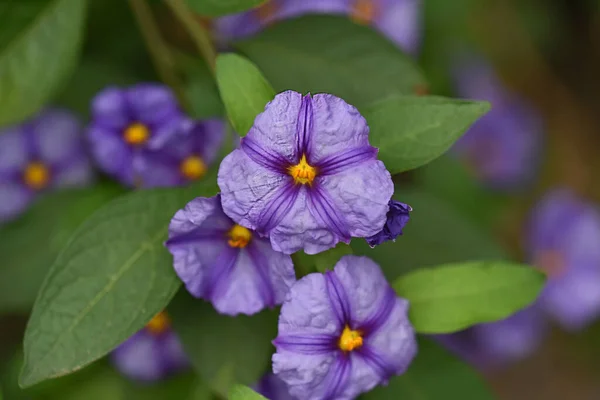 Verbazingwekkende Paarse Bloemen Bloesem Wazig Achtergrond — Stockfoto