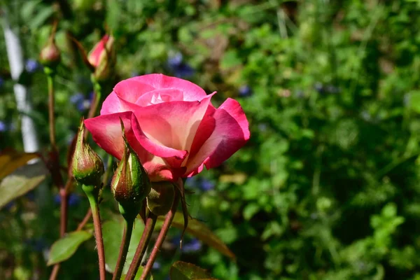 Belle Rose Poussant Dans Jardin Journée Ensoleillée Été — Photo