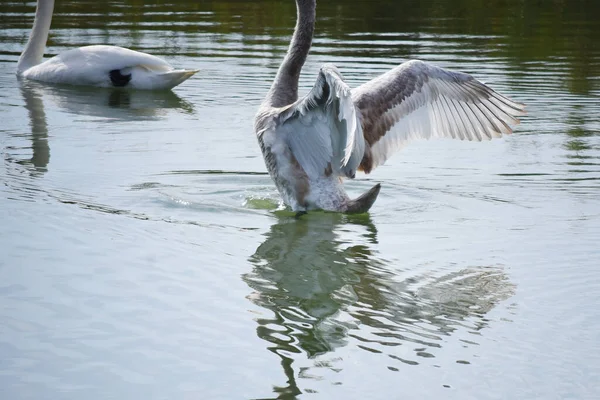 Belos Cisnes Brancos Nadando Superfície Água Lago Dia Verão — Fotografia de Stock