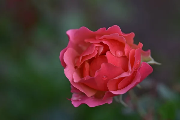 Krásný Růžový Květ Tmavém Pozadí Letní Koncept Zblízka — Stock fotografie