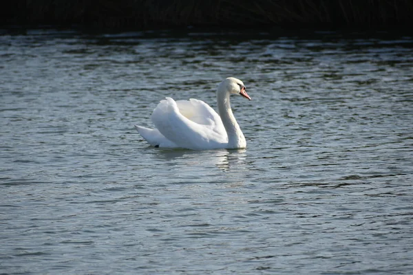 Beautiful White Swan Swimming Lake Water Surface Summer Day — Stock Photo, Image