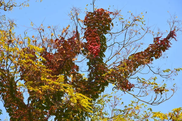 Uitzicht Herfst Boom Takken Met Gele Bladeren Tegen Blauwe Lucht — Stockfoto