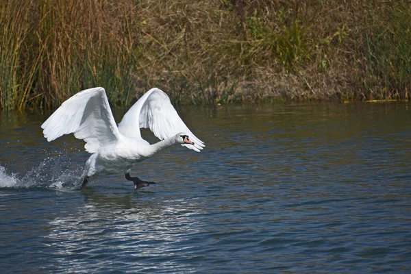 Hermoso Cisne Blanco Nadando Superficie Del Agua Del Lago Día —  Fotos de Stock