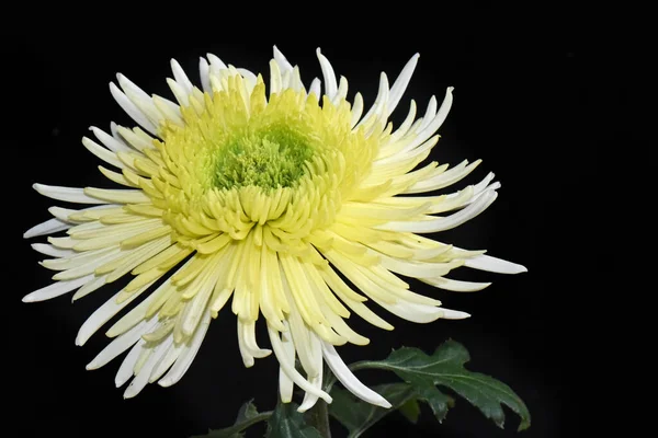 Schöne Chrysantheme Auf Dunklem Hintergrund Sommerkonzept Nahsicht — Stockfoto