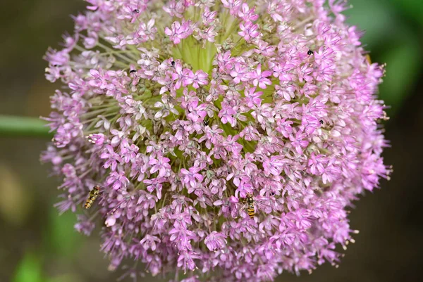 Fantastiska Lila Blommor Blomma Suddig Bakgrund — Stockfoto