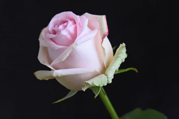 Hermosa Flor Rosa Sobre Fondo Oscuro Concepto Verano Vista Cercana —  Fotos de Stock