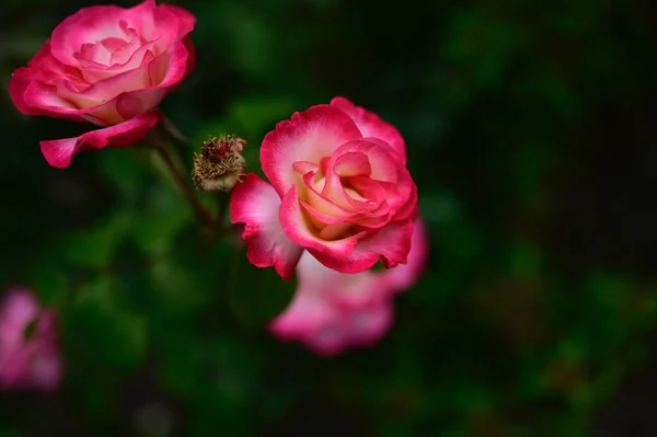 Bellissimi Fiori Giardino — Foto Stock