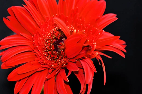 Красиві Квіти Темному Тлі Літня Концепція Близький Вигляд — стокове фото